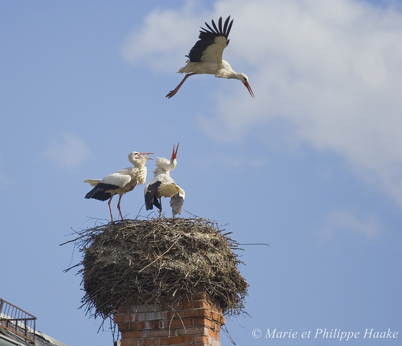 Cigogne 3559_wm.jpg - Un intrus survole le nid occupé par deux cigognes. Elles se mettent à craqueter avec véhémence, et cela suffit à éloigner l'étranger. (Munster, Alsace, France, avril 2008)